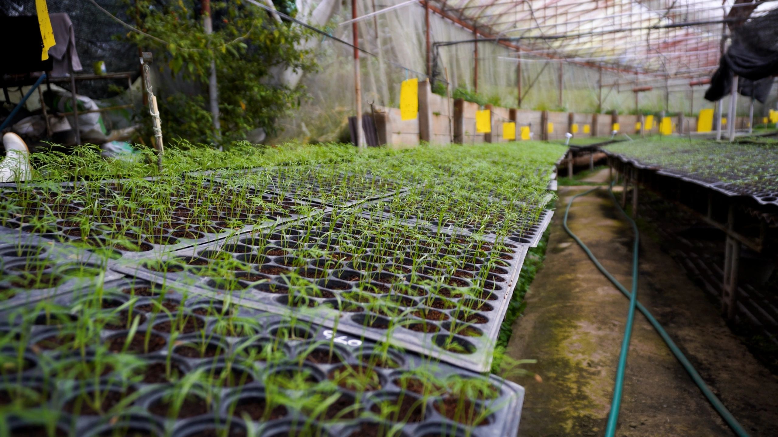Cannabis cultivation environment representing product sourcing and consistency